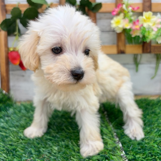 価格の安い♥犬MIX（トイプードル×ミニチュアシュナウザー） ♂ 現在