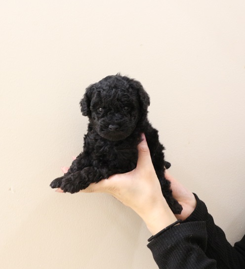 美品✨ayane プードルフーデッドベスト ブラック 69432c44ee771db03e75a0d419cd27