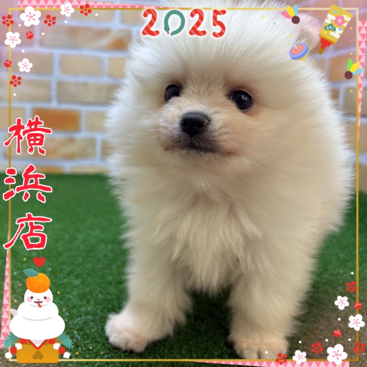 神奈川県のポメラニアン (かねだい横浜店/2024年11月30日生まれ/男の子/クリーム)の子犬