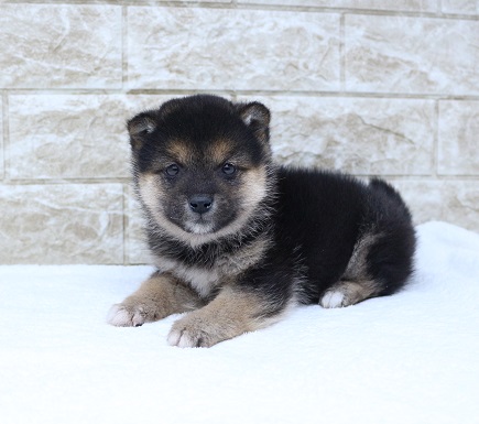 神奈川県の豆柴 (かねだい伊勢原店/2024年12月1日生まれ/男の子/黒)の子犬