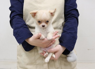 価格の安いロングチワワ♂（クリーム） / ペットショップ【かねだい】