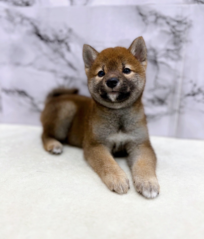 神奈川県の豆柴 (かねだい東戸塚店/2024年11月8日生まれ/男の子/赤)の子犬