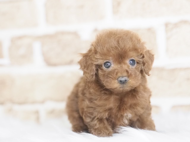 ☆受付☆トイプードル No.A 価格の安いトイプードル♀（戸田店）入舎時 530gのミニミニちゃんです