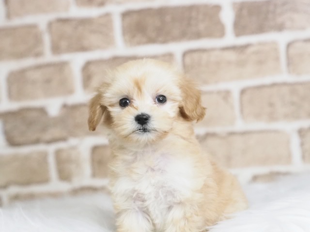 マルプー　キラキラの方 価格の安いマルプー♀（戸田店）入舎時 530gのミニミニちゃんです