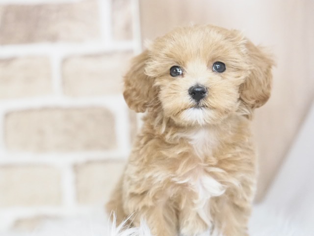 価格の安いマルプー♀（戸田店）入舎時580 gのミニミニちゃんです