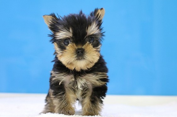 価格の安いヨークシャーテリア 男の子 入舎時480gですごく小さい