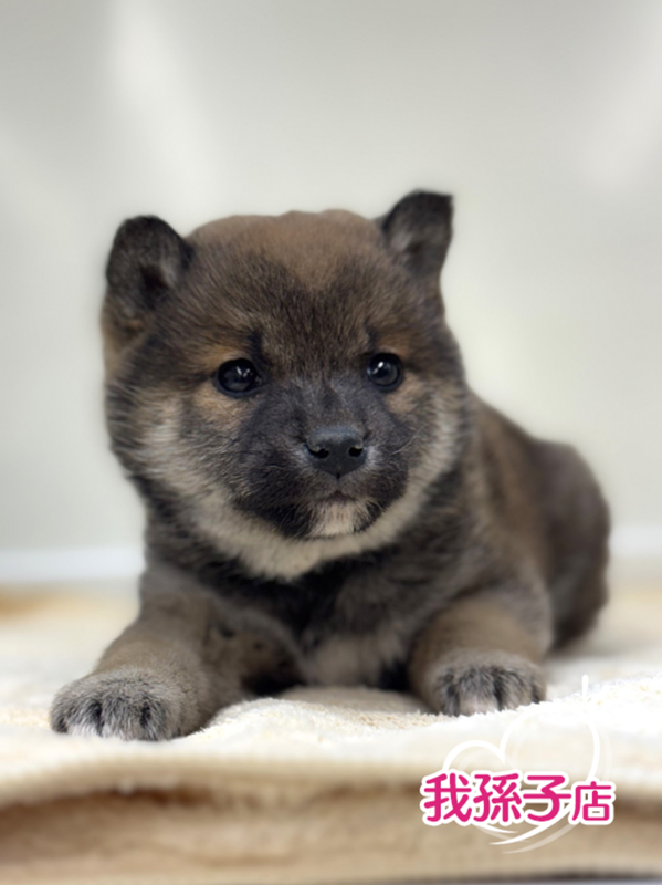 千葉県の柴犬(標準サイズ) (かねだい我孫子店/2024年11月30日生まれ/女の子/赤)の子犬