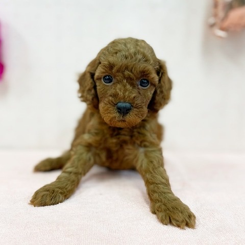 千葉県のトイプードル(トイ) (かねだい四街道店/2024年12月7日生まれ/女の子/レッド)の子犬