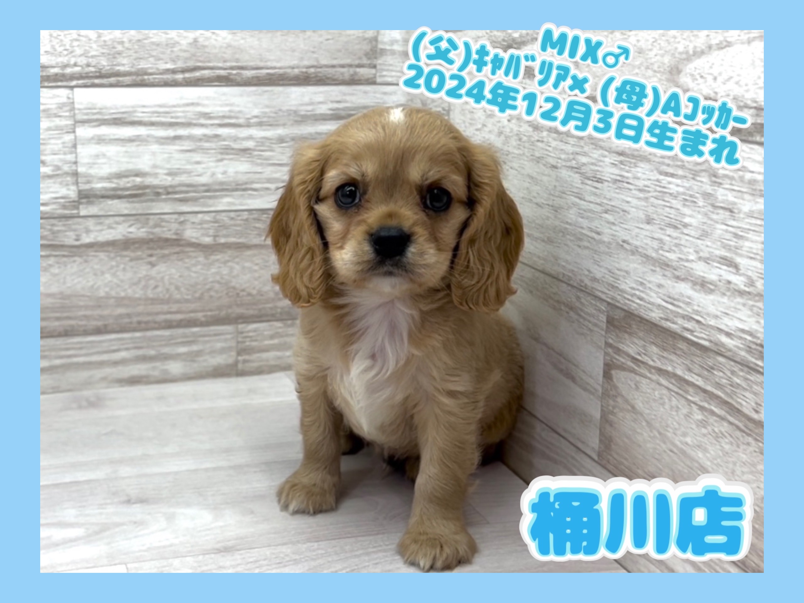 埼玉県のハーフ犬・ミックス犬 (かねだい桶川店/2024年12月3日生まれ/男の子/その他色)の子犬