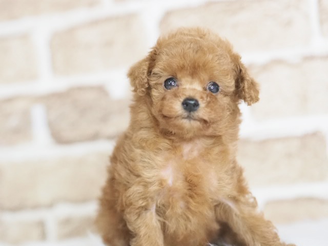 価格の安いトイプードル♀（戸田店）入舎時 580gのミニミニちゃんです