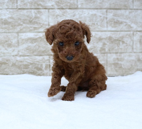 神奈川県のトイプードル(トイ) (かねだい伊勢原店/2024年12月8日生まれ/女の子/レッド)の子犬