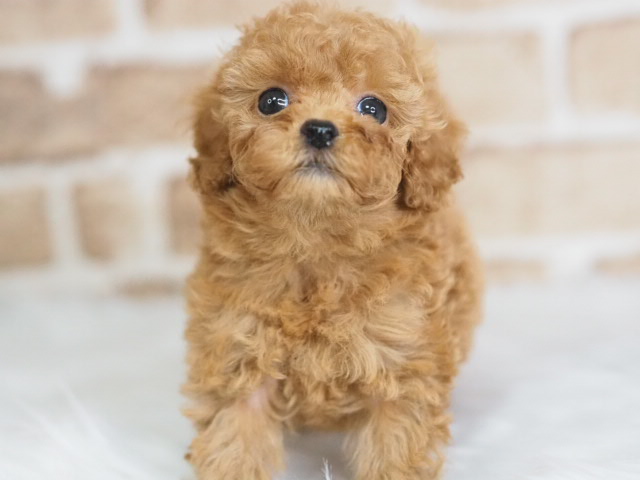 価格の安いトイプードル♀（戸田店）入舎時 580gのミニミニちゃんです