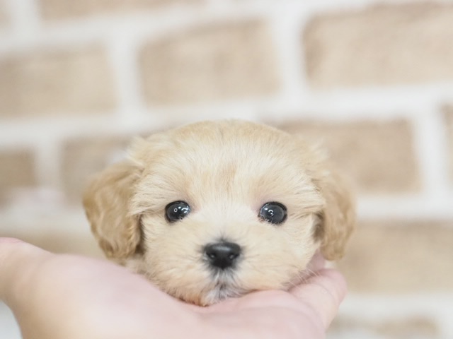 価格の安いマルプー♂（戸田店）入舎時 550gのミニミニちゃんです