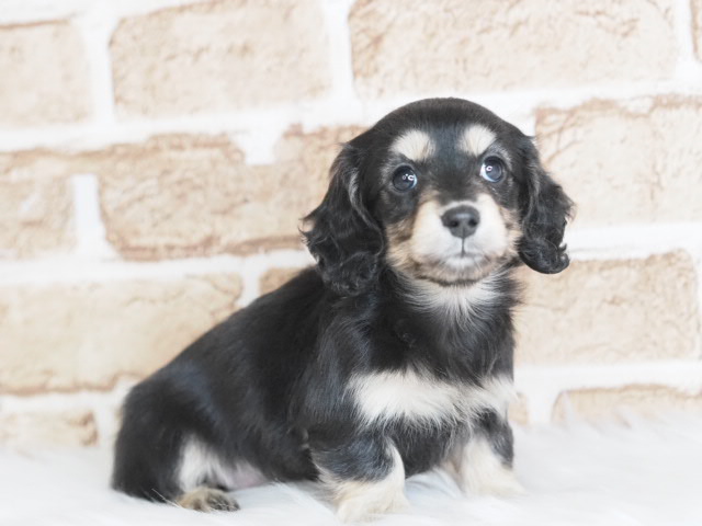 価格の安いミニチュアダックス♀（戸田店）パパはカニンヘンダックス