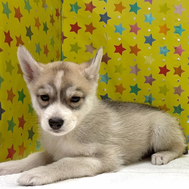 価格の安い【NEW】シベリアンハスキー♂ / ペットショップ【かねだい】