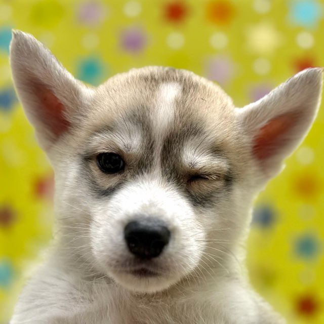 価格の安い【NEW】シベリアンハスキー♂ / ペットショップ【かねだい】