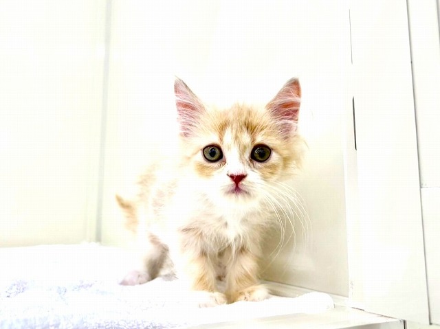 価格の安いサイベリアン♀カメラ大好き動画♪ / ペットショップ