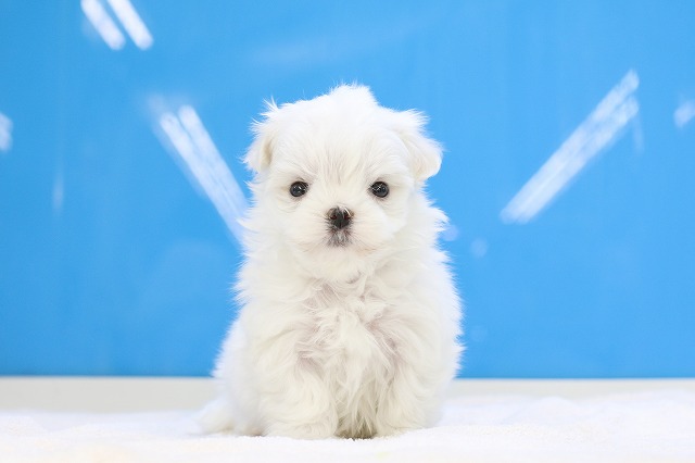 埼玉県のマルチーズ (かねだい草加店/2024年12月14日生まれ/男の子/ホワイト)の子犬