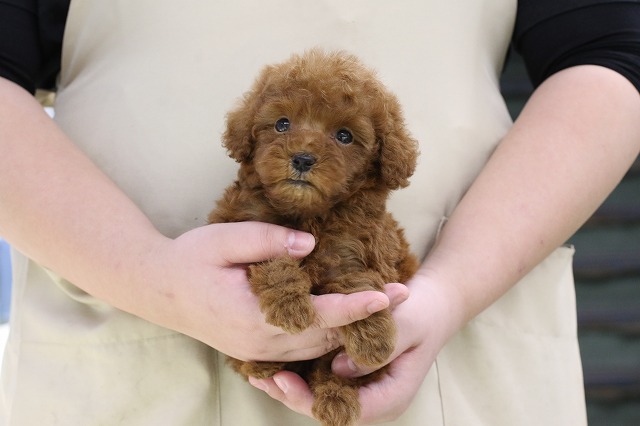 埼玉県のトイプードル(トイ) (かねだい草加店/2024年12月14日生まれ/男の子/レッド)の子犬