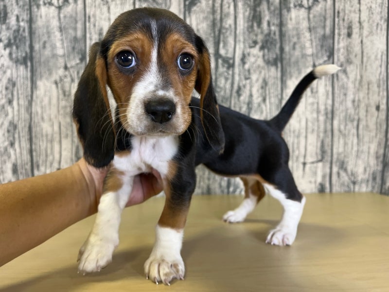 埼玉県のハーフ犬・ミックス犬 (かねだいアクアパーク店/2024年12月13日生まれ/女の子/その他色)の子犬