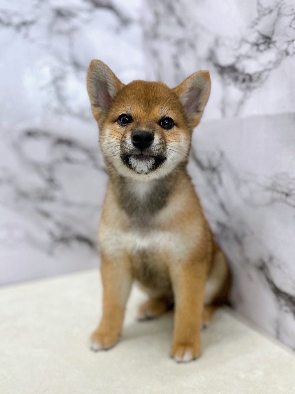 神奈川県の柴犬(標準サイズ) (かねだい東戸塚店/2024年11月9日生まれ/男の子/赤)の子犬