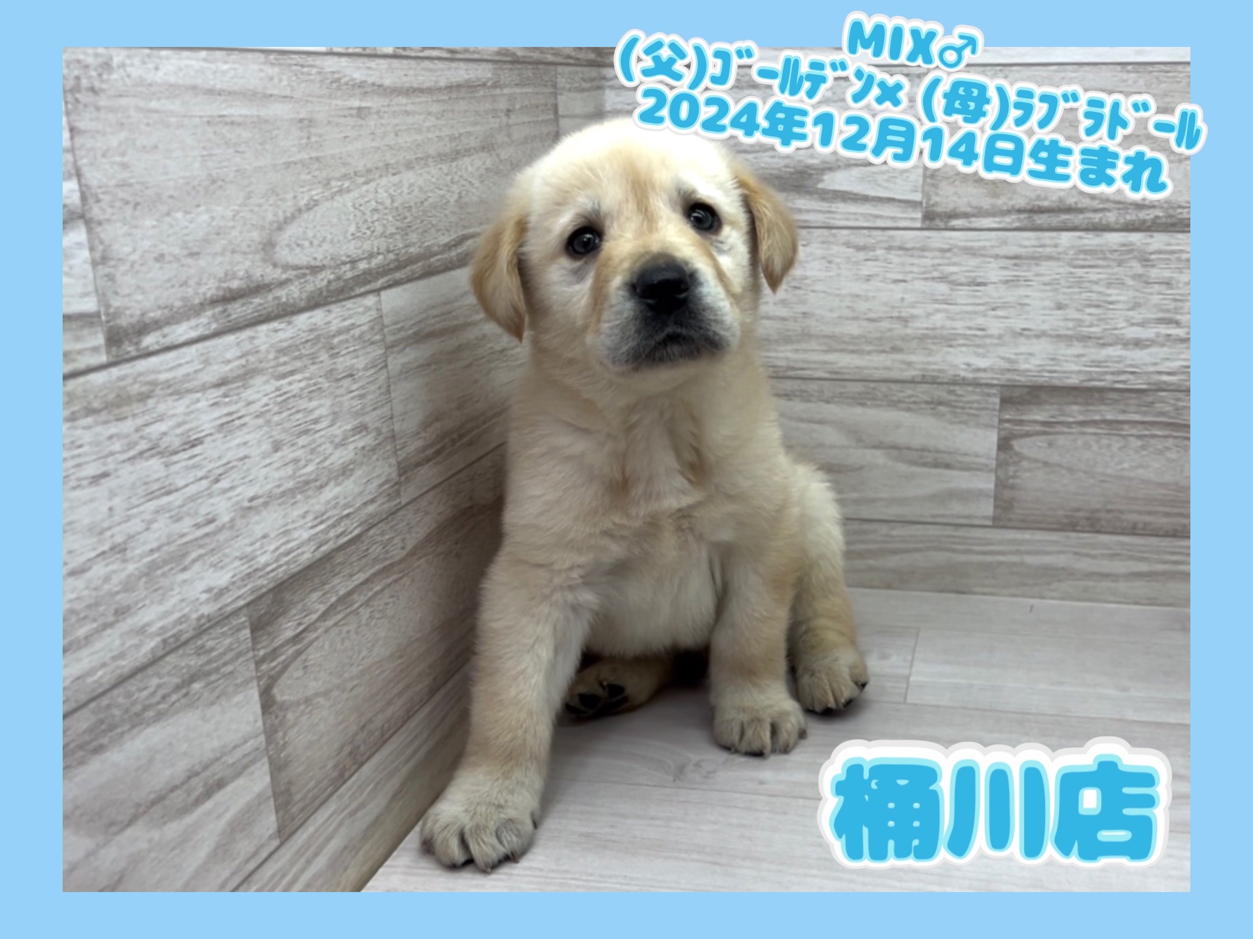 埼玉県のハーフ犬・ミックス犬 (かねだい桶川店/2024年12月14日生まれ/男の子/その他色)の子犬