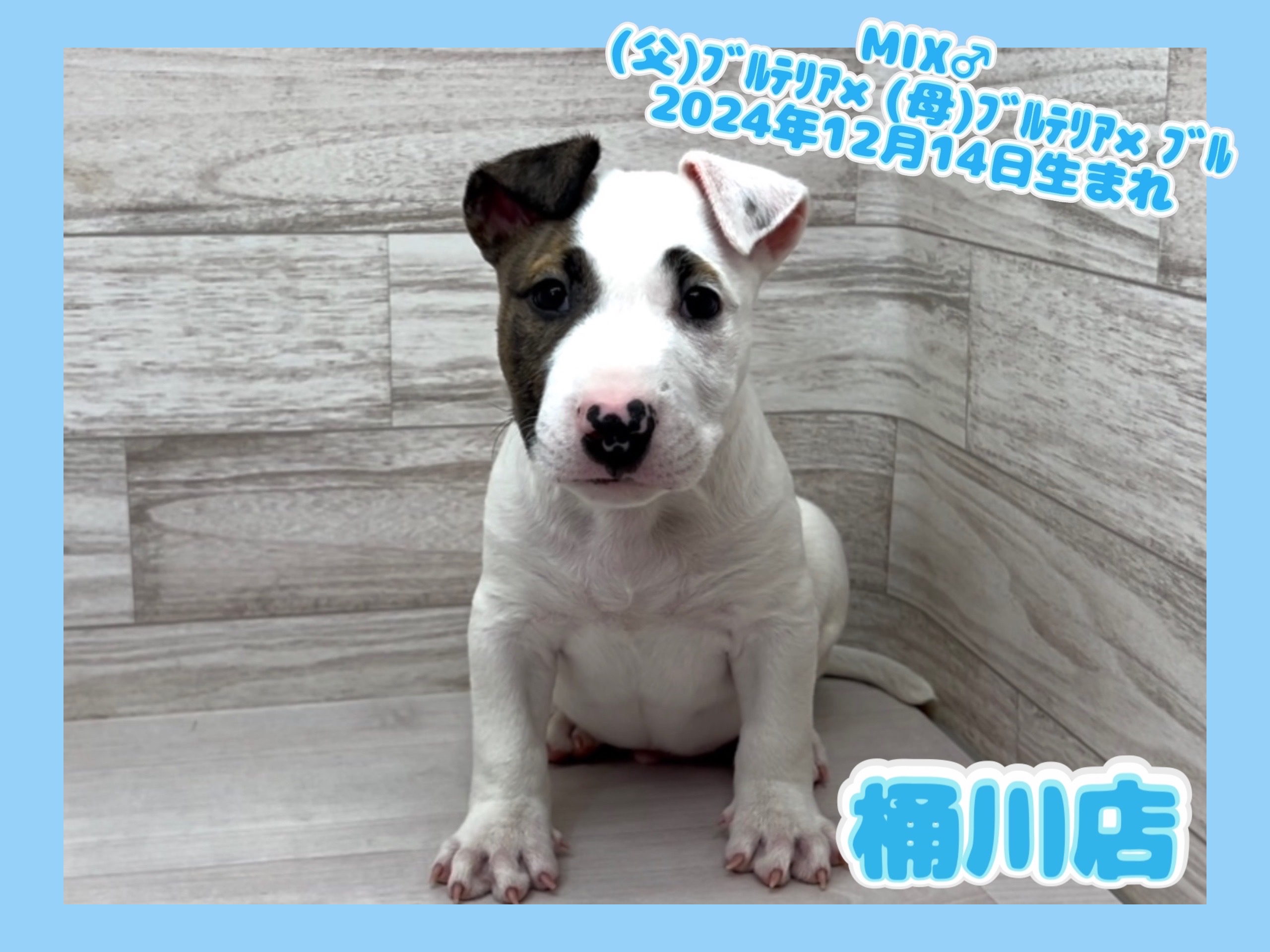 埼玉県のハーフ犬・ミックス犬 (かねだい桶川店/2024年12月14日生まれ/男の子/その他色)の子犬