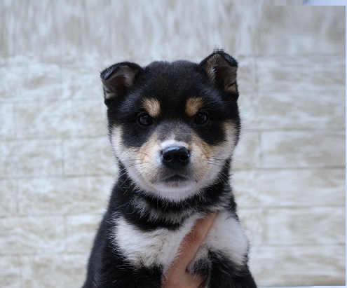 神奈川県の柴犬(標準サイズ) (かねだい伊勢原店/2024年12月11日生まれ/男の子/黒)の子犬