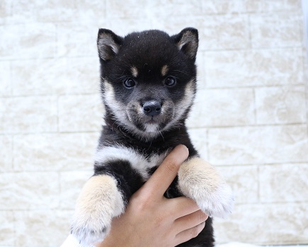 神奈川県の豆柴 (かねだい伊勢原店/2024年12月13日生まれ/男の子/黒)の子犬