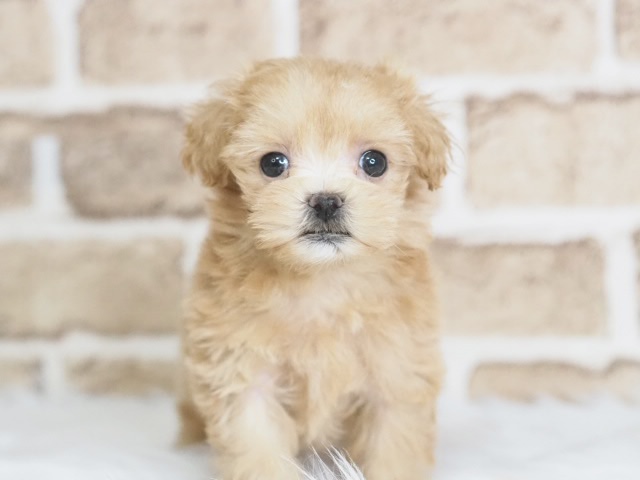 価格の安いマルプー♀（戸田店）入舎時 540gのミニミニちゃんです