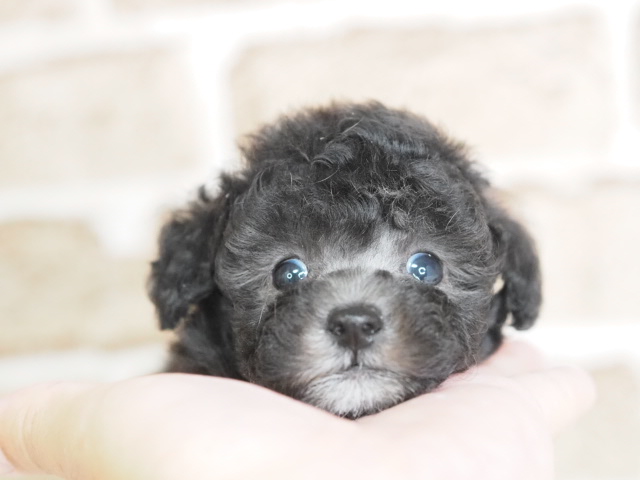 価格の安いトイプードル♂（戸田店）入舎時 600gのミニミニちゃんです