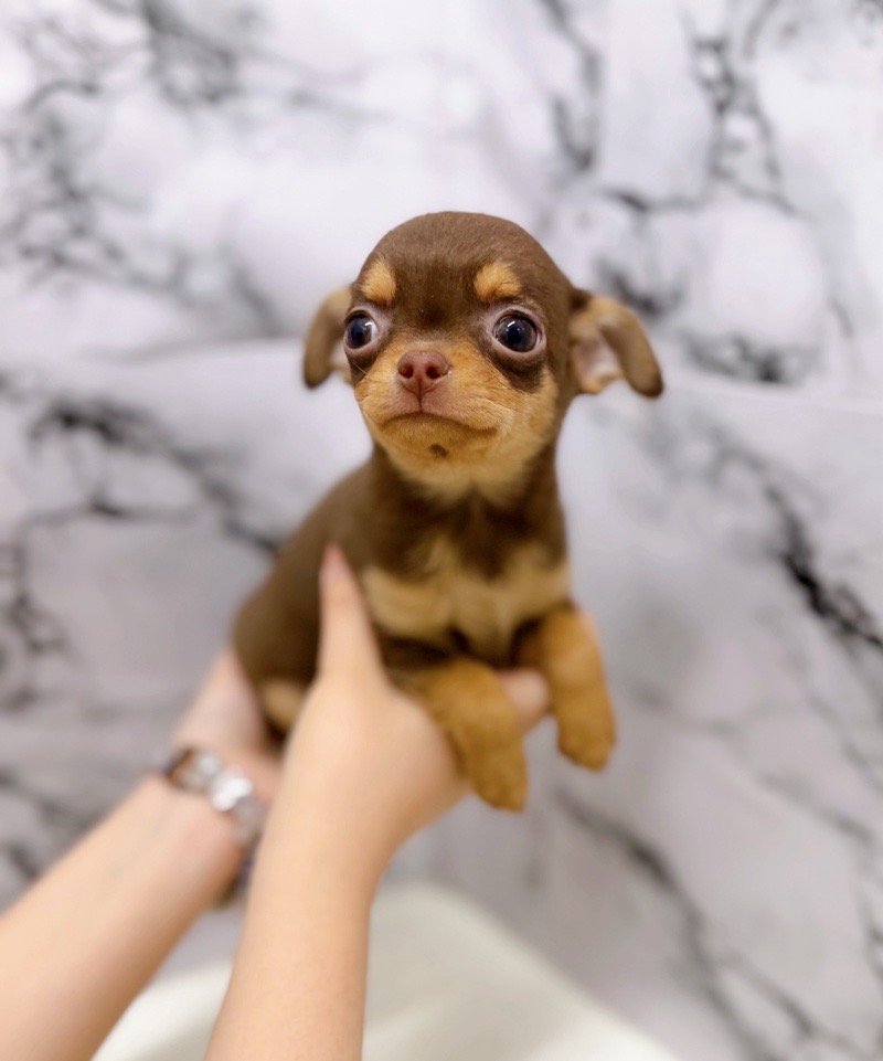 価格の安い⚫️スムースチワワ♀チョコタン女子、安定人気‼️スムチ