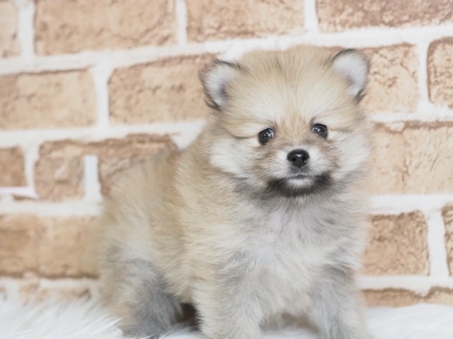 埼玉県のポメラニアン (かねだい戸田店/2024年12月15日生まれ/男の子/オレンジ)の子犬