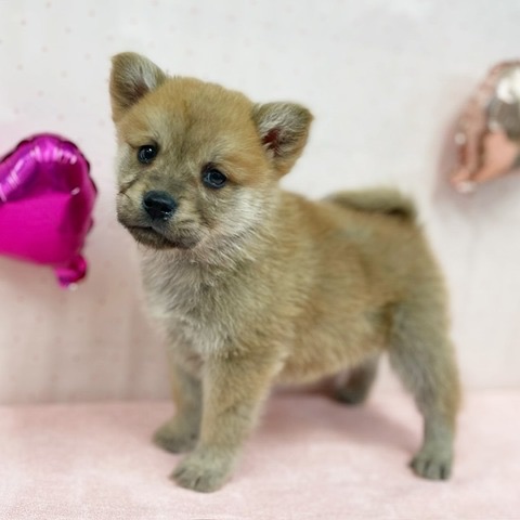 千葉県のハーフ犬・ミックス犬 (かねだい四街道店/2024年12月21日生まれ/男の子/レッド)の子犬