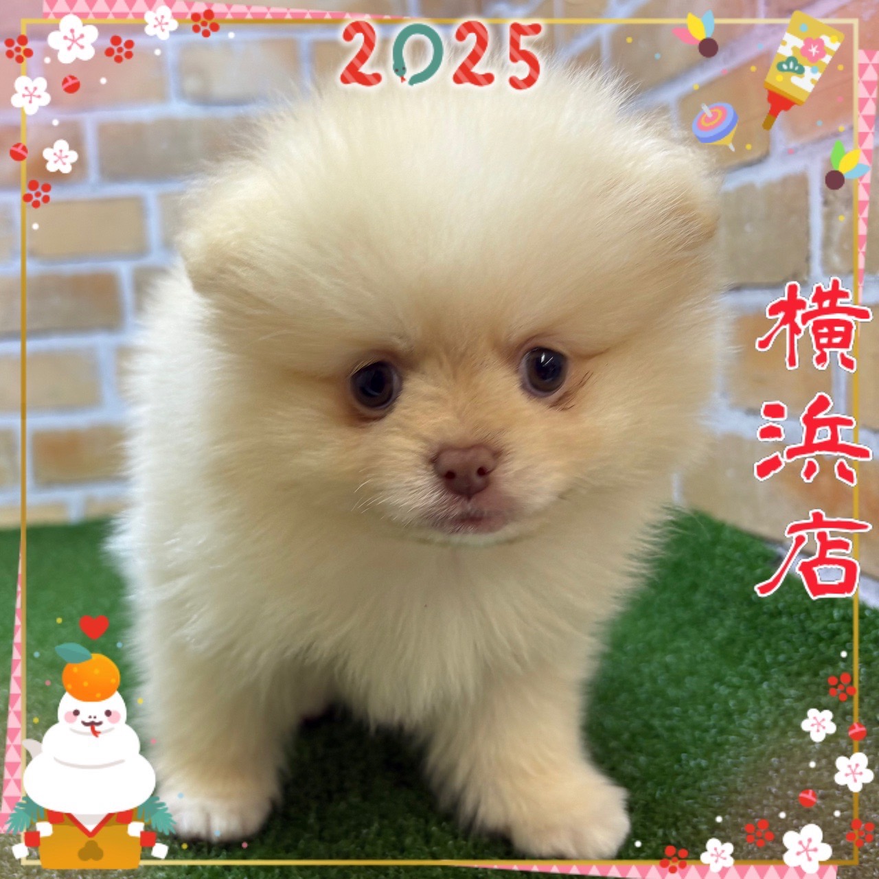 神奈川県のポメラニアン (かねだい横浜店/2024年12月20日生まれ/男の子/クリーム)の子犬