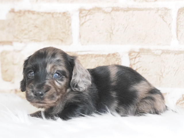 価格の安いミニチュアダックス♀（戸田店） / ペットショップ【かねだい】