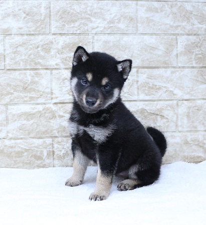 神奈川県の柴犬(標準サイズ) (かねだい伊勢原店/2024年12月17日生まれ/男の子/黒)の子犬