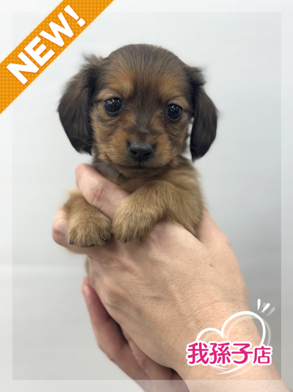 価格の安いミニチュアダックスフンド（ロングヘアー）♂ / ペット