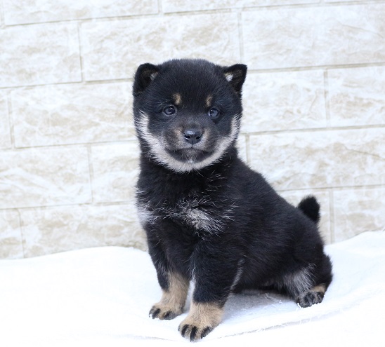 神奈川県の柴犬(標準サイズ) (かねだい伊勢原店/2024年12月28日生まれ/女の子/黒)の子犬