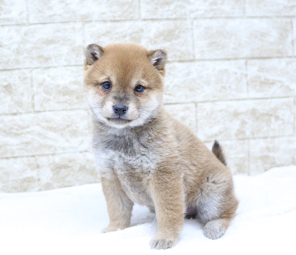 神奈川県の柴犬(標準サイズ) (かねだい伊勢原店/2024年12月28日生まれ/女の子/赤)の子犬