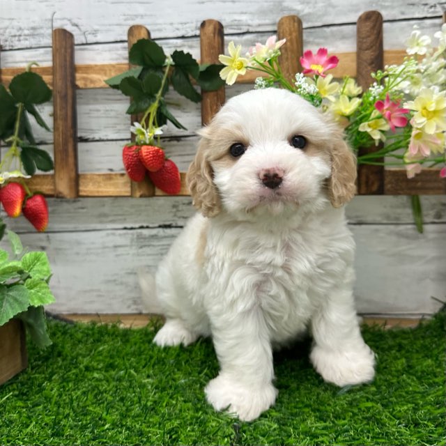 埼玉県のハーフ犬・ミックス犬 (かねだい所沢店/2025年1月5日生まれ/男の子/その他色)の子犬