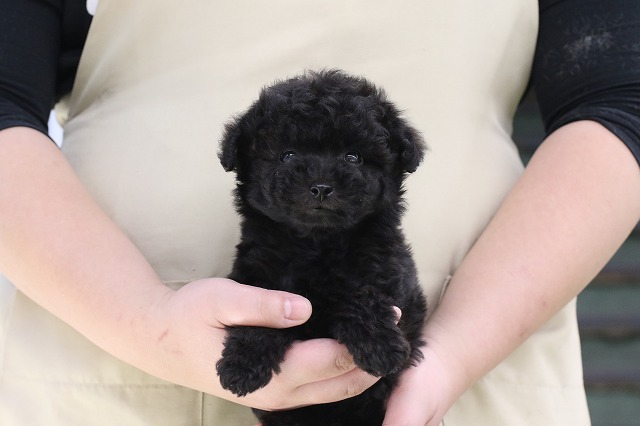 埼玉県のトイプードル(トイ) (かねだい草加店/2024年12月31日生まれ/男の子/ブラック)の子犬