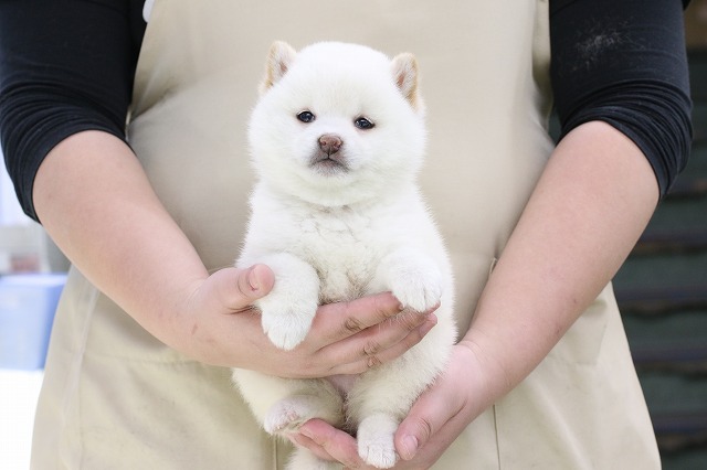 埼玉県の柴犬(標準サイズ) (かねだい草加店/2025年1月4日生まれ/女の子/白)の子犬