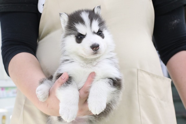 埼玉県のシベリアンハスキー (かねだい草加店/2025年1月3日生まれ/男の子/ブラックホワイト)の子犬