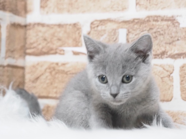 埼玉県のシヤルトリュー (かねだい戸田店/2024年1月4日生まれ/男の子/ブルー)の子猫