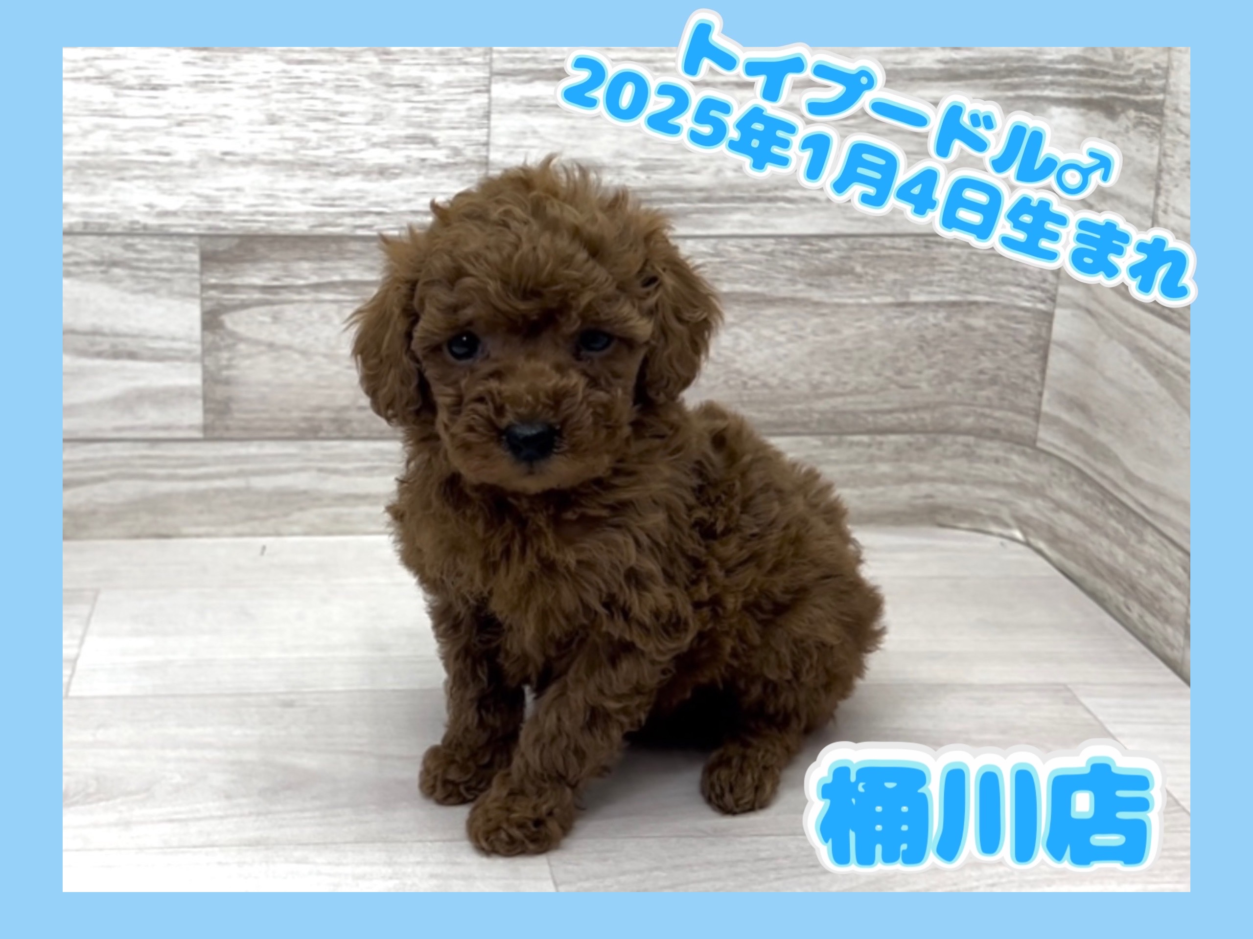 埼玉県のトイプードル(トイ) (かねだい桶川店/2025年1月4日生まれ/男の子/レッド)の子犬