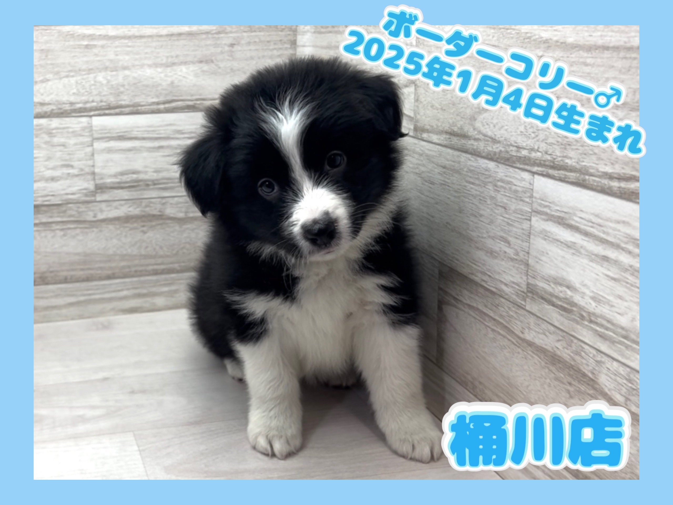 埼玉県のボーダーコリー (かねだい桶川店/2025年1月4日生まれ/男の子/ブラックホワイト)の子犬