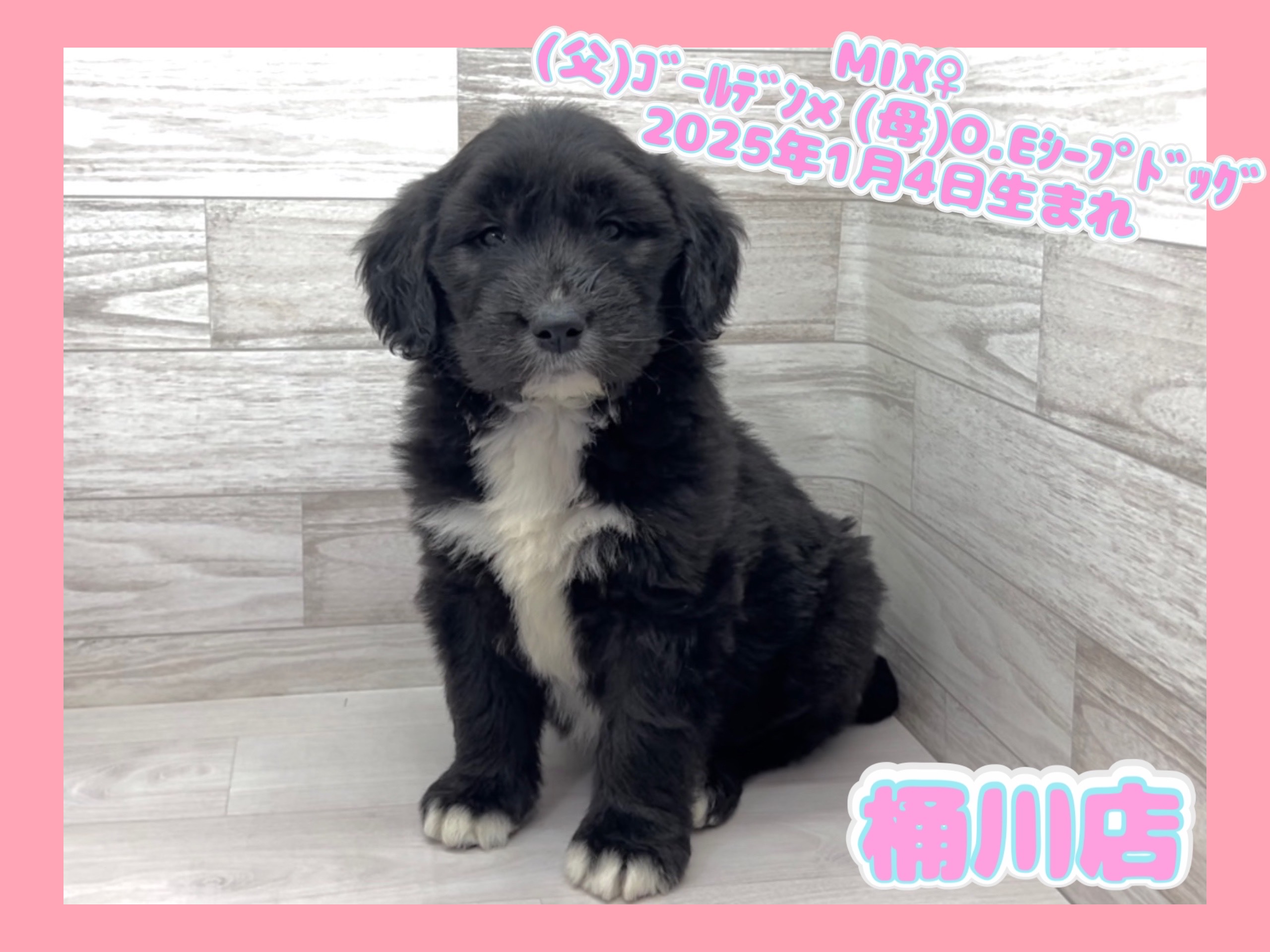 埼玉県のハーフ犬・ミックス犬 (かねだい桶川店/2025年1月4日生まれ/女の子/その他色)の子犬