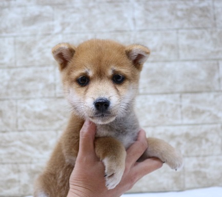 神奈川県の豆柴 (かねだい伊勢原店/2024年12月27日生まれ/男の子/赤)の子犬