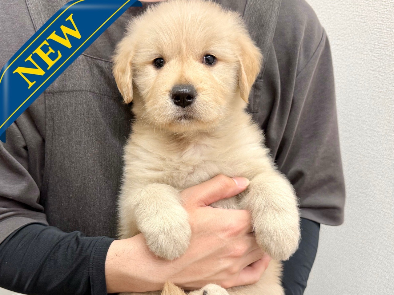 東京都のゴールデンレトリバー (かねだい青梅店/2025年1月5日生まれ/女の子/ゴールデン)の子犬